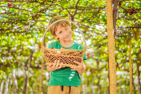 Child taking grapes from vine in autumn. Little boy in vineyard. Fight picking grapesの写真素材