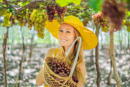 Happy smiling woman with red grapes harvest in basket, sunset vineyard backgroundの写真素材