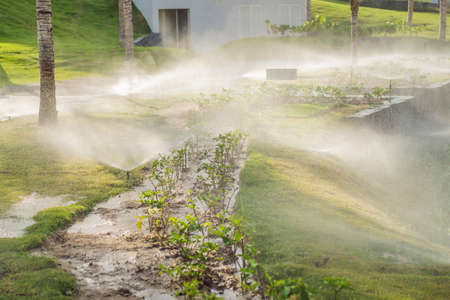 garden sprinkler on a sunny summer day during watering the green lawnの写真素材
