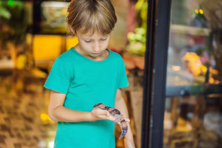 Gecko in the hands of a boy