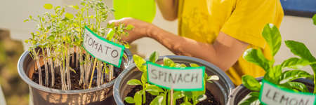 The boy is doing gardening on his balcony. Natural development for children BANNER, LONG FORMAT