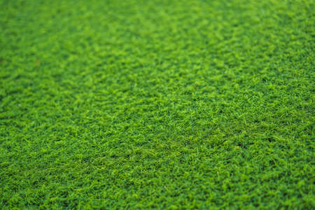 green grass soccer or golf field backgroundの写真素材