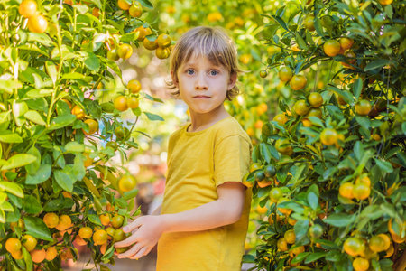 Caucasian tourist boy in Tet holidays. Vietnam Chinese Lunar New Year in springtimeの写真素材