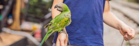 Kid playing with his pet green parrot BANNER, LONG FORMATの写真素材