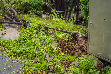 Trees damaged and uprooted after a violent storm. Trees have fallen in a residential village