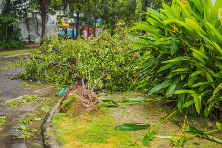 Trees damaged and uprooted after a violent storm. Trees have fallen in a residential village