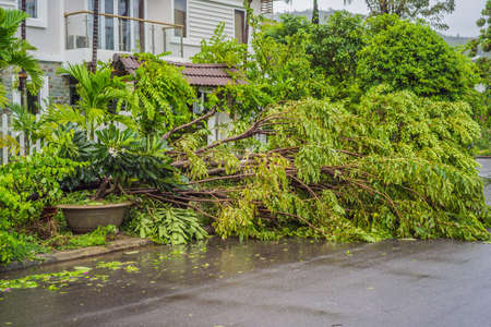 Trees damaged and uprooted after a violent storm. Trees have fallen in a residential village