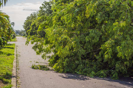 Trees damaged and uprooted after a violent storm. Trees have fallen in a residential village