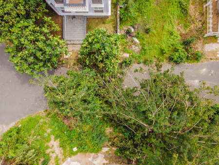 Trees damaged and uprooted after a violent storm. Trees have fallen in a residential village