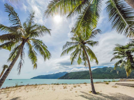 Island Paradise - Palm trees hanging over a sandy white beach with stunning blue waters