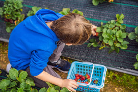 Happy boy on organic strawberry farm in summer, picking strawberriesの写真素材