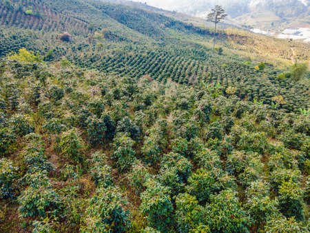 Aerial drone view of a green coffee field in Vietnamの写真素材