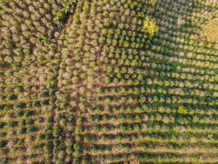 Aerial drone view of a green coffee field in Vietnamの写真素材