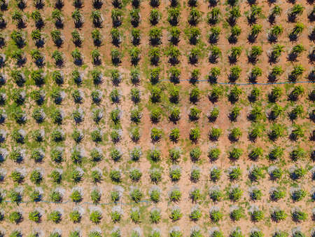 Dragon fruits grow in even rows in the garden. Aerial view from drone