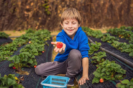 Happy boy on organic strawberry farm in summer, picking strawberriesの写真素材