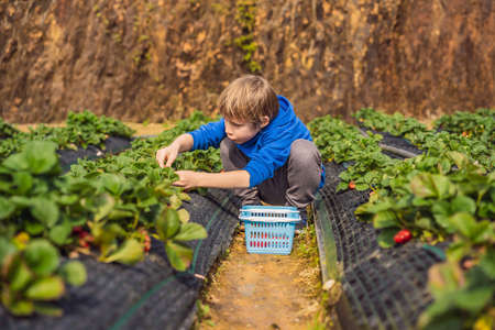 Happy boy on organic strawberry farm in summer, picking strawberriesの写真素材