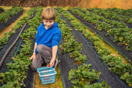 Happy boy on organic strawberry farm in summer, picking strawberriesの写真素材