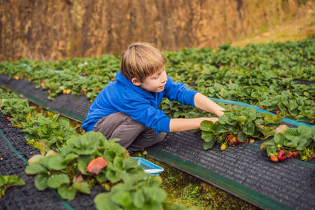 Happy boy on organic strawberry farm in summer, picking strawberriesの写真素材