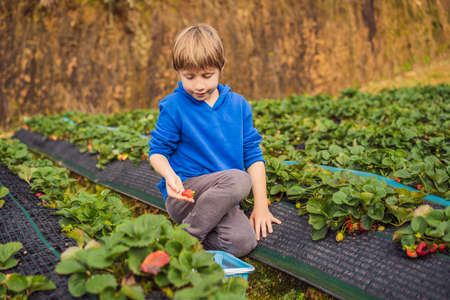 Happy boy on organic strawberry farm in summer, picking strawberriesの写真素材