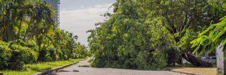 Trees damaged and uprooted after a violent storm. Trees have fallen in a residential village BANNER,...