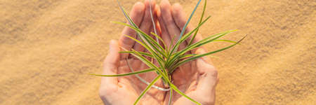 Hands holding tree growing in desert, hands growing tree, save the world, environmental problems,...