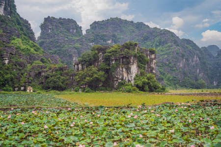 The panorama of lotus ponds in peaceful and quiet countryside. This is the flower of the Buddha and is useful for human foodの写真素材