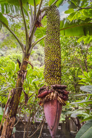 A bundle of young banana on banana treeの写真素材