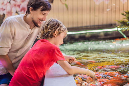 Dad and son feed koi fish. Beautiful koi fish swimming in the pondの写真素材