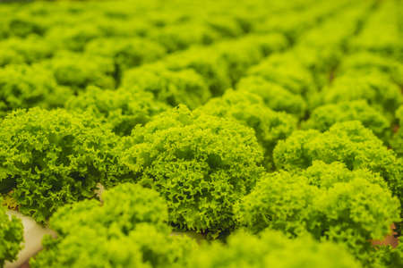 Hydroponic vegetables salad farm. Hydroponics method of growing plants vegetables salad farm, in water, without soil. Hydroponic lettuces in hydroponic pipeの写真素材