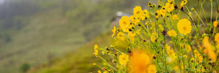 Winter flowers at the top of the mountain, yellow flowers BANNER, LONG FORMATの写真素材