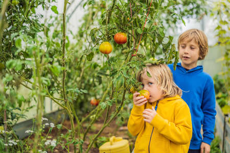 Boys and tomatoes peppers in vegetable garden. Homeschooling, natural education of children, unschoolingの写真素材