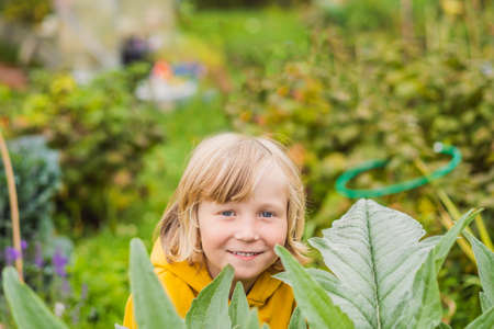 Boys in the vegetable garden. Homeschooling, natural education of children, unschoolingの写真素材