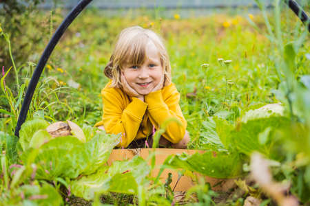 Boys in the vegetable garden. Homeschooling, natural education of children, unschoolingの写真素材