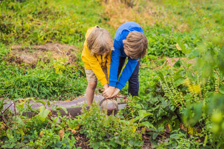 The boys found a huge beet in the garden. Homeschooling, natural education of children, unschoolingの写真素材
