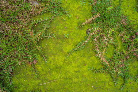 Moss in forest, moss on tree, macro moss, green moss background, growing moss, moss and lichen
