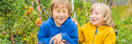BANNER, LONG FORMAT Boys and tomatoes peppers in vegetable garden. Homeschooling, natural education of children, unschoolingの写真素材