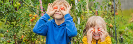BANNER, LONG FORMAT Boys and tomatoes peppers in vegetable garden. Homeschooling, natural education of children, unschoolingの写真素材