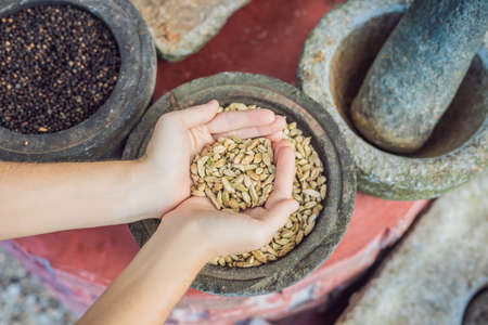 Pods of green cardamom in female handsの写真素材