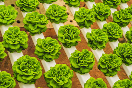 Fresh lettuce leaves, close up.,Butterhead Lettuce salad plant, hydroponic vegetable leaves. Organic food ,agriculture and hydroponic concceptの写真素材