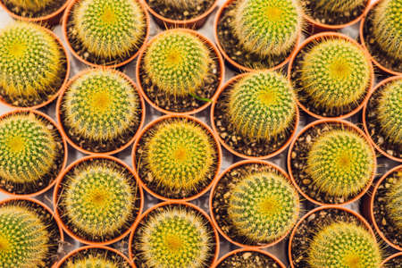 Cactus background pattern. Small cacti in potsの写真素材