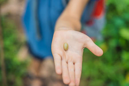 Fresh coffee beans in the boys handの写真素材