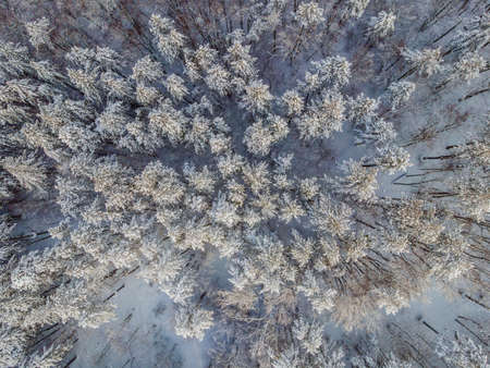 Aerial view of a winter snow-covered pine forest. Winter forest texture. Aerial view. Aerial drone...