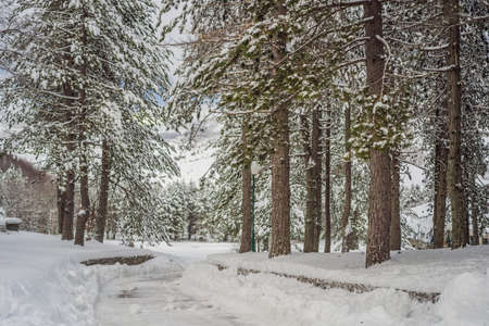 Splendid scenery in winter. Fantastic frosty morning in forest. snow-cowered pine trees under...