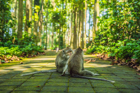 Monkeys in Ubud Monkey Forest, Bali, Indonesia