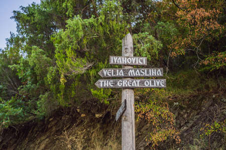 nameplate - 2000 years old olive tree: Stara Maslina in Budva, Montenegro. It is thought to be the oldest tree in Europe and is a tourist attraction. In the background the montenegrin mountains. Europe.の写真素材