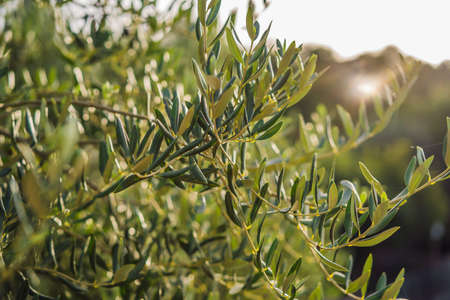 Olive tree in Italy, harvesting time. Sunset olive garden, detail with copy space for your textの写真素材
