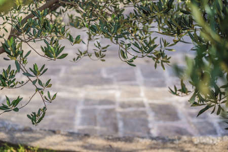 Olive tree in Italy, harvesting time. Sunset olive garden, detail with copy space for your textの写真素材