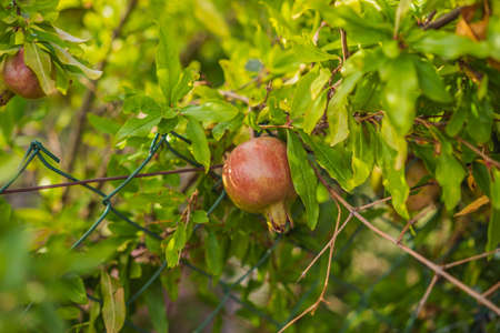 Ripe pomegranate fruits hanging on a tree branches in the garden. Harvest concept. Sunset light. soft selective focus, space for textの写真素材