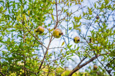 Ripe pomegranate fruits hanging on a tree branches in the garden. Harvest concept. Sunset light. soft selective focus, space for textの写真素材