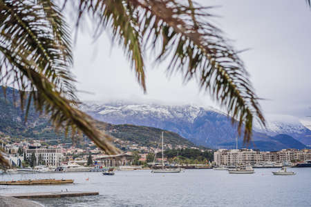 Palm branches against the backdrop of a snow-capped mountain in Montenegroの写真素材